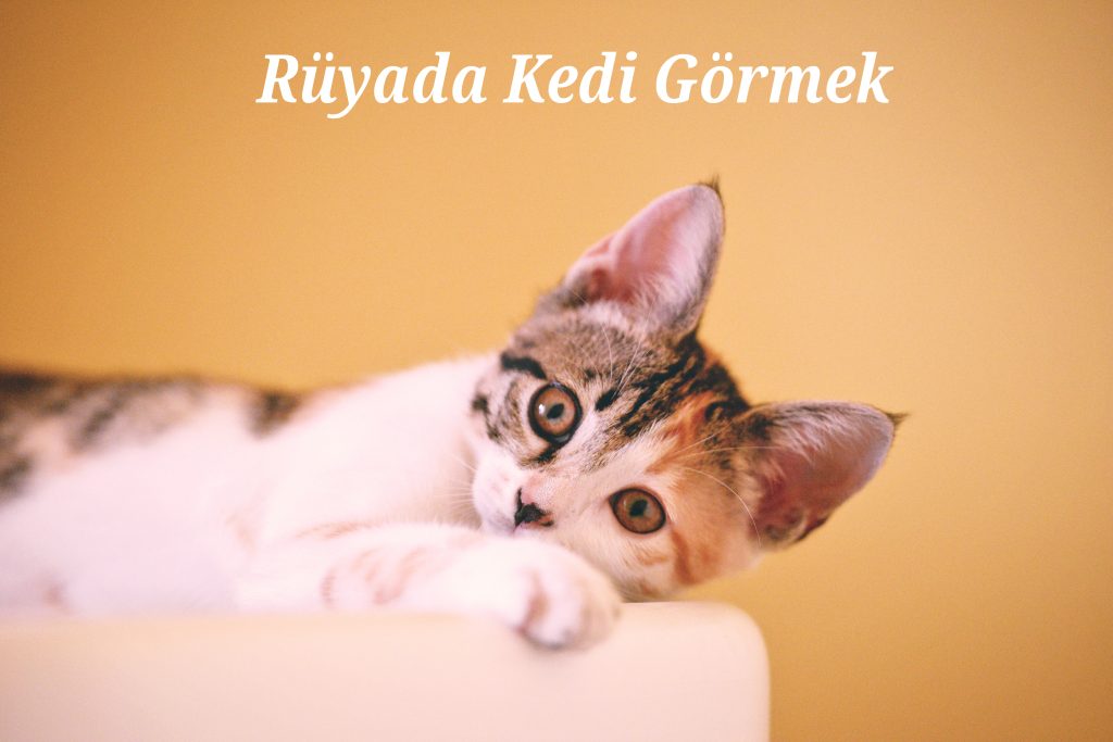 Rüyada kedi görmek