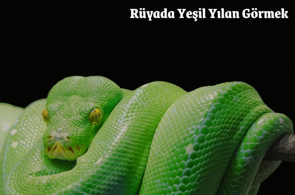 Rüyada Yılan Görmek
