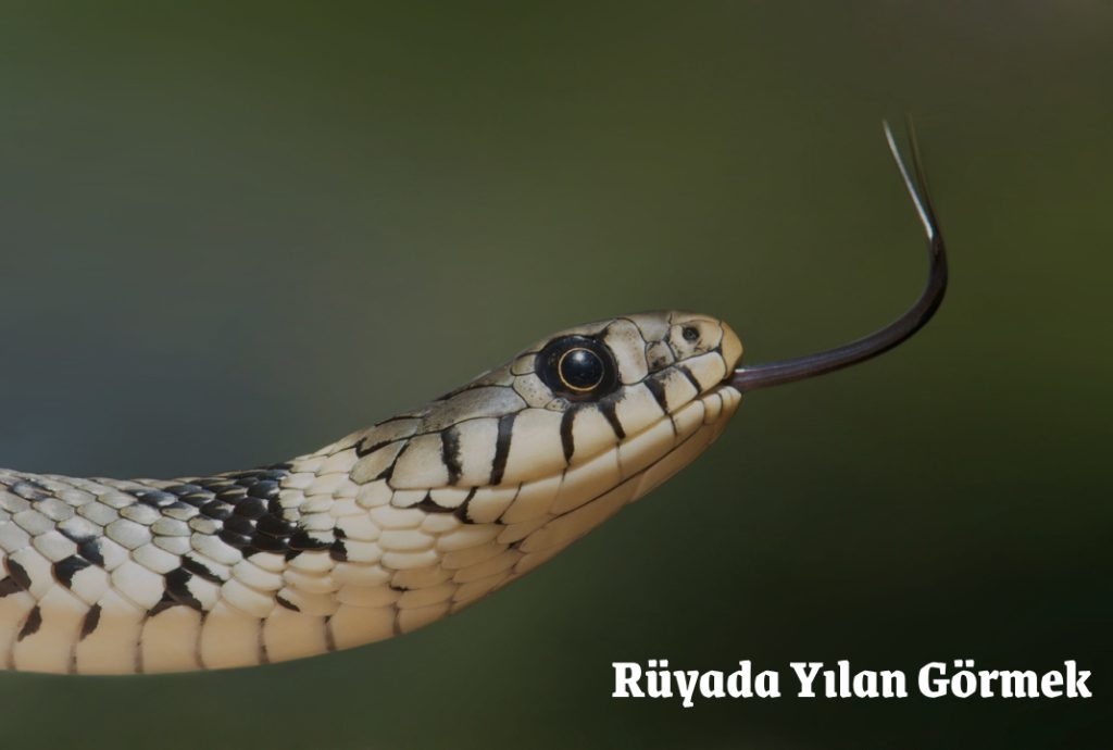 Rüyada Yılan Görmek