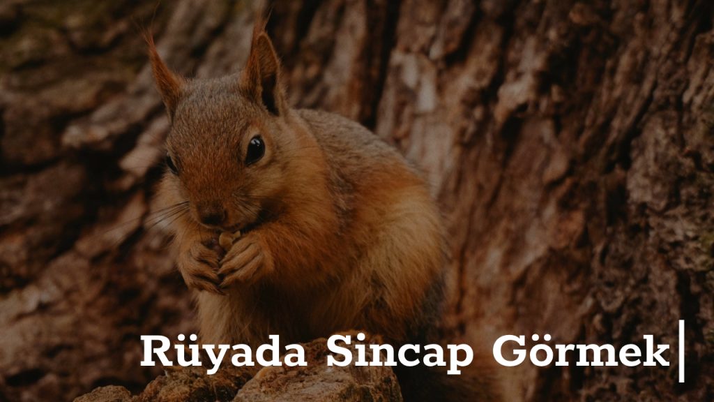Rüyada Sincap Görmek