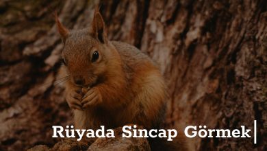 Rüyada Sincap Görmek