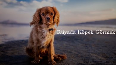 Rüyada Köpek Görmek