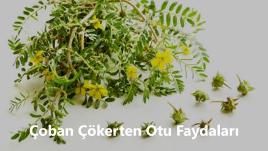 Çoban Çökerten Otu Faydaları