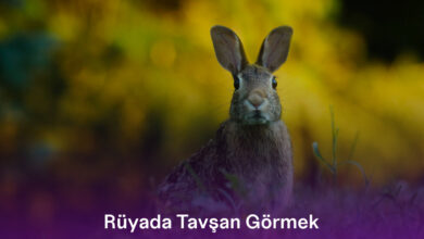 Rüyada Tavşan Görmek