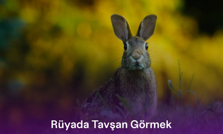 Rüyada Tavşan Görmek