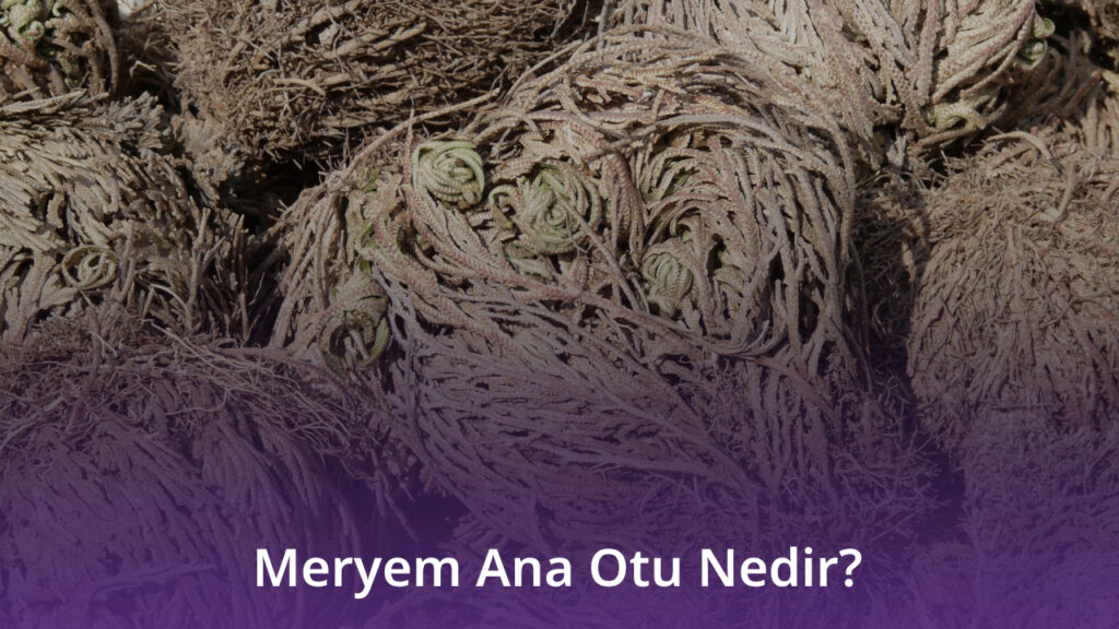 Meryem Ana Otu