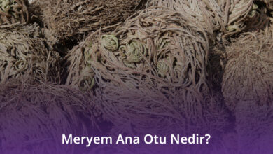 Meryem Ana Otu
