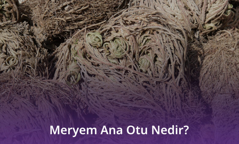 Meryem Ana Otu